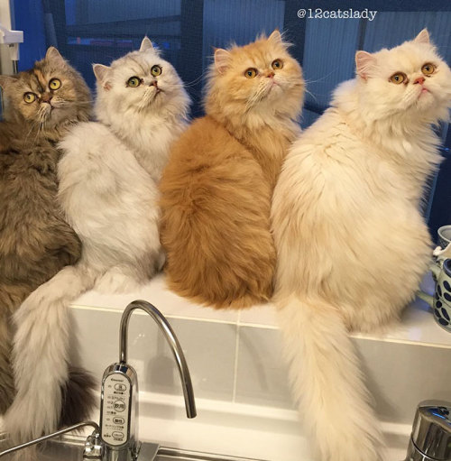 archiemcphee:We love a Crazy Cat Lady here at the Geyser of Awesome. 12CatsLady, a self-described “f