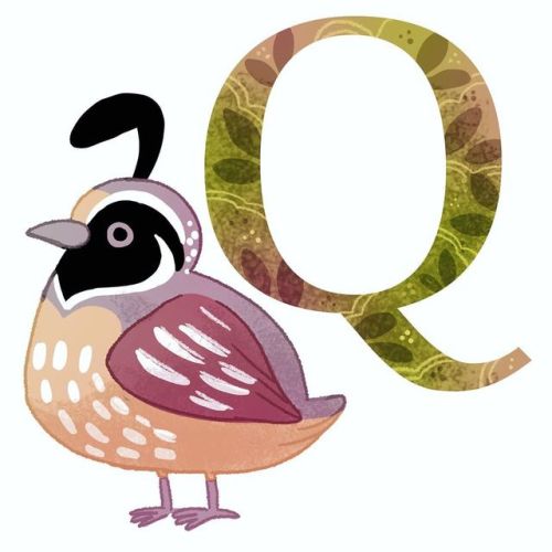 Q is for quail, find the full alphabet print at www.michiscribbles.etsy.com. . . #quail #q #alphab