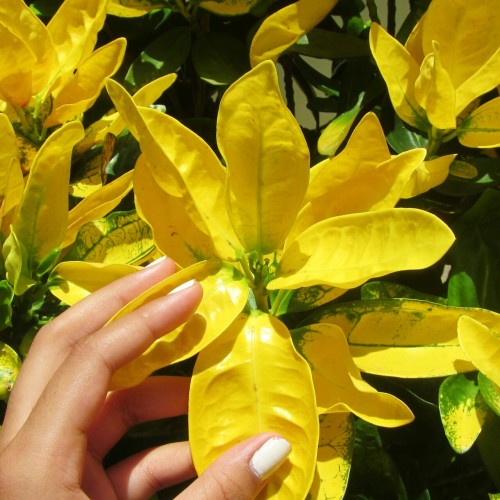 tahreza:plants ft my hands