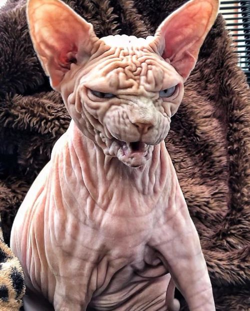 awesome-picz:    This Extra-Wrinkly Evil-Looking Cat Is Actually Very Lovely.