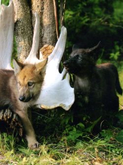 wolveswolves:  Blackstar and his sister Nightsong at the Lakota Wolf Preserve 