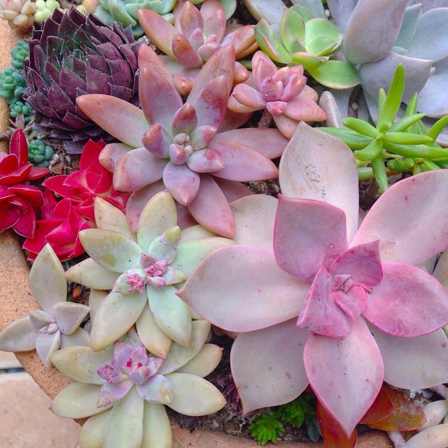 osita-mimi:  🌸Wow!!! Que increíbles colores💞💖😍 