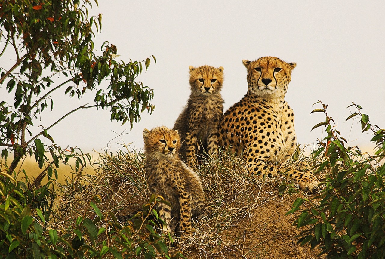 beautiful-wildlife:Three Cheetahs by mike_smylie