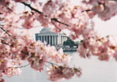 englishsnow:Washington DC cherry blossoms by Bill Holmes