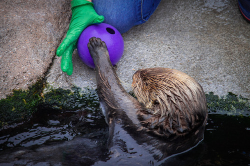 montereybayaquarium: It’s an Abby-oop! Sea otter passing practice is more than just a lil&rsqu