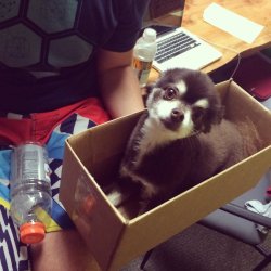 cute-overload:  In the words of the great JT - “I got a bear in a BOX!”http://cute-overload.tumblr.com