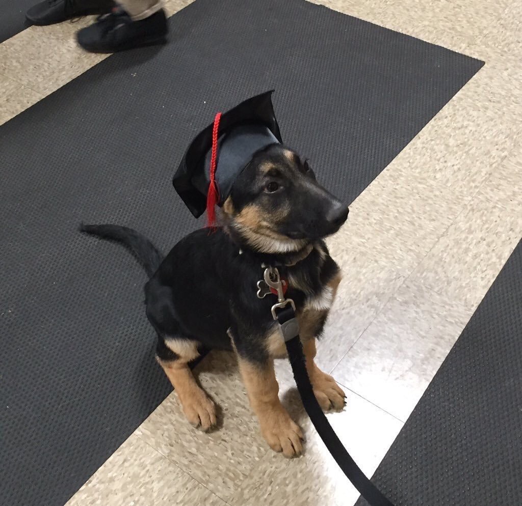 humoristics:  If you’re having a bad day here’s a pup graduating from puppy training