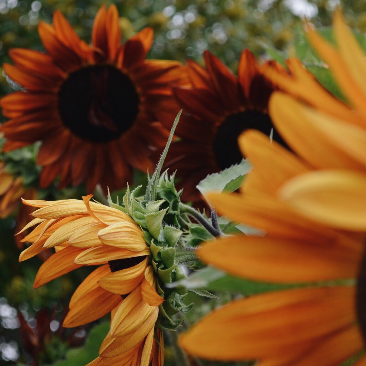 incalescentheart:  some days you feel as if the chaos will consume you, but other