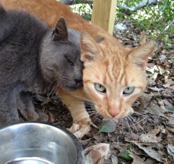 i-justreally-like-cats-okay:  Best friends: