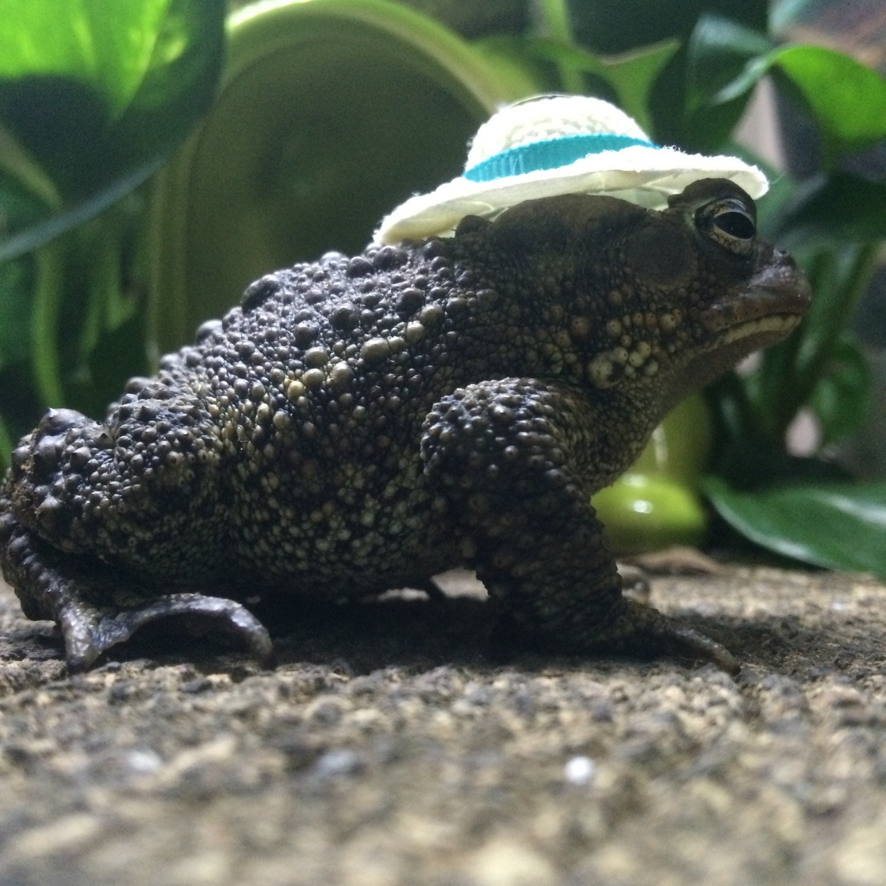 motherfucker-unlimited: toadschooled: I got E-mail this hat, and wow……….he