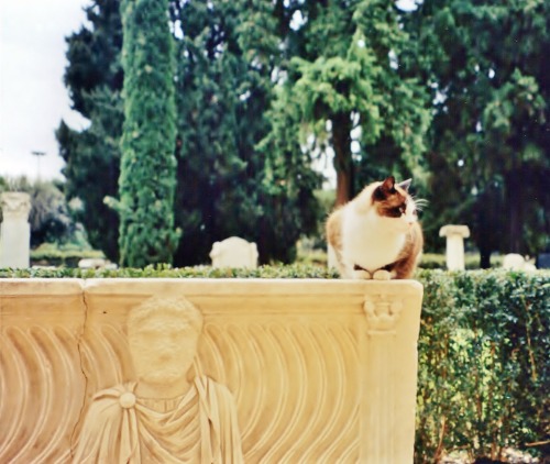 clioancientart:Cat on 3rd Century Roman sarcophagus, in the gardens of Museo Nazionale Romano at the