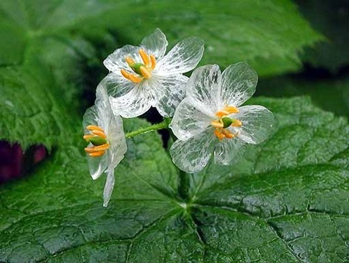 sixpenceee:  Diphylleia grayi also known as the skeleton flower. The petals turn transparent with the rain. 