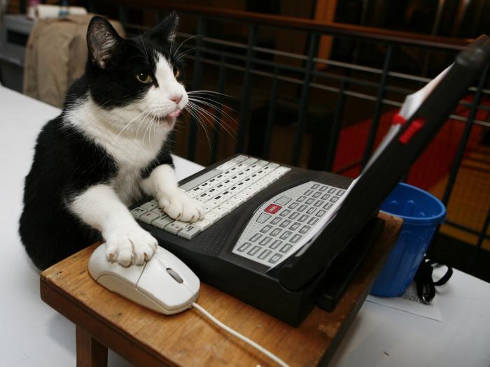 animal-factbook:  What you do not realize is that cats actually control 95% of the