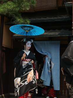 geisha-kai:  Mamehana at Hassaku (SOURCE)