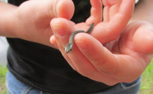 XXX shadowkira:  Baby Northern Water Snake  photo