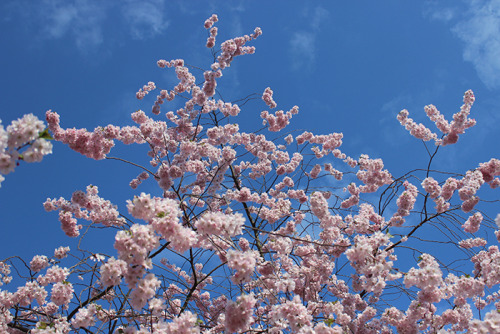 A spring classics - cherry blossom tree. 
