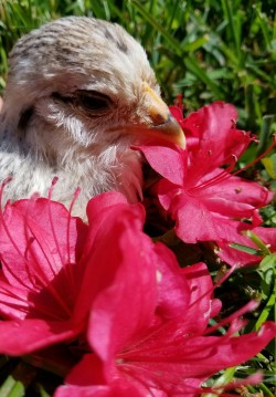 The-Gay-U-Cant-Catch:  Look How Much Kouki Has Grown!! Sheâ€™S Out On The Aviary