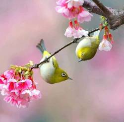 good4thesoul:Just lovely! Japanese White-eyes