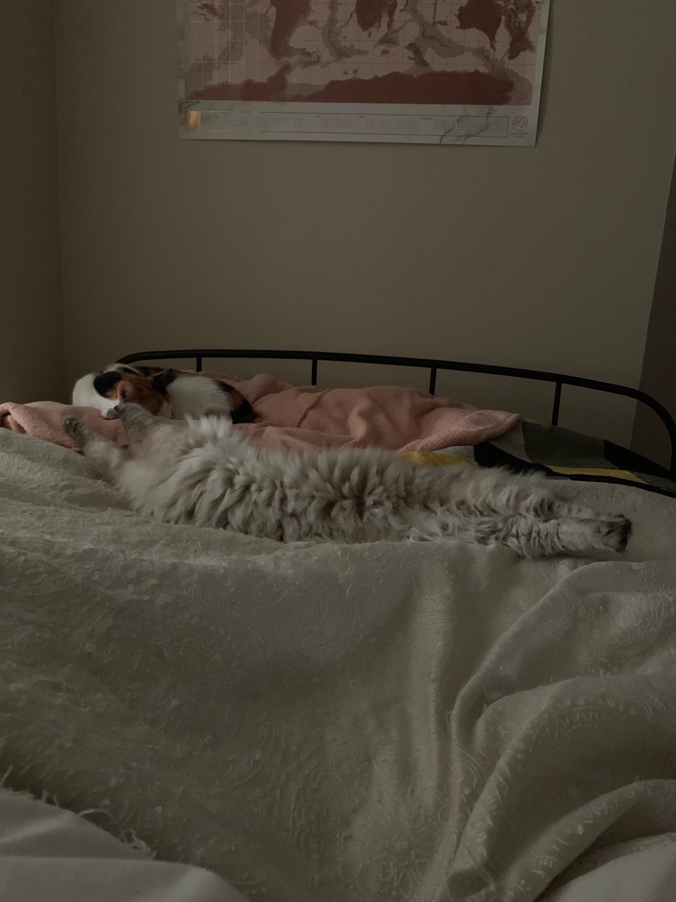 catsuggest:  Gavroche suggest: spréad.