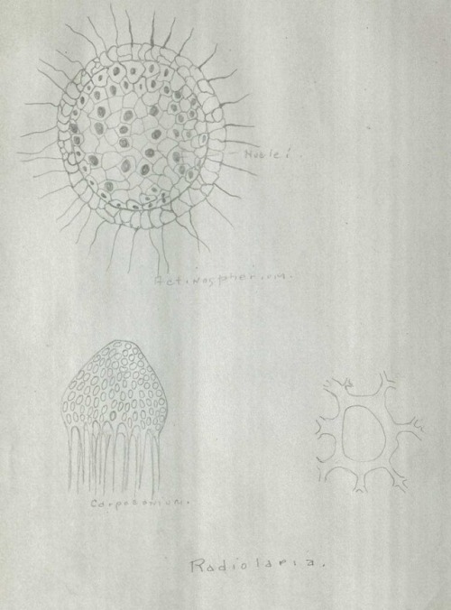 Drawings of sea life from the field notebooks of Arthur Sperry Pearse, zoology professor and the fir