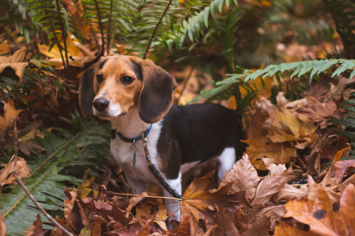 Beagle Buddy