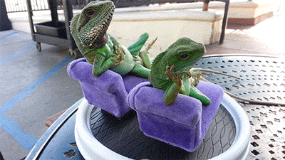 digg:  lizards are chill af