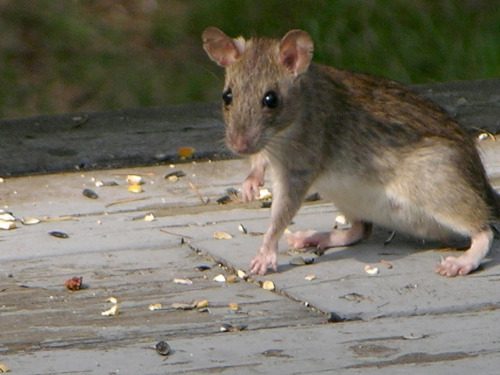 ainawgsd: The black rat (Rattus rattus), also known as ship rat, roof rat, or house rat—is a common 