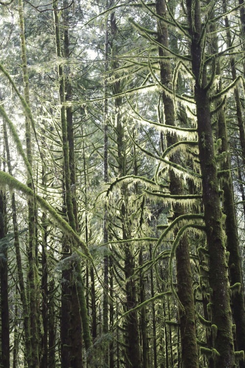 matchbox-mouse:Tall, mossy trees in Golden Ears Provincial Park.