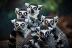  Gang of Lemurs by Justin Lo / 500px 