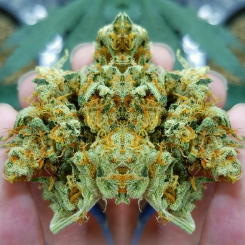 stoner-vogue:  doobiedrewbie:  Okay I am probs high but I think the mirror effect made my bud look like Machoke. 😂  Cryingg