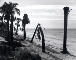 tomorrowcomesomedayblog:Long Boat Key, Walker Evans, 1941