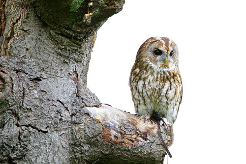 Oak, the Tawny Owl by astrum08 on Flickr.
モリフクロウ