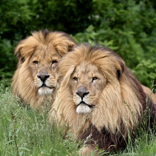 brookshawphotography: Two stunning African Lion brothers at WHF Big Cat Sanctuary…