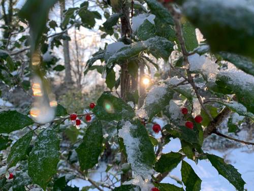 Yet when the berried holly-treeAt winter smiles, a gleamOf something genial comes to blessThe not un