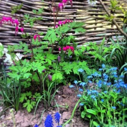 looptheloopuk:  Spring flowers in the garden #springhassprung