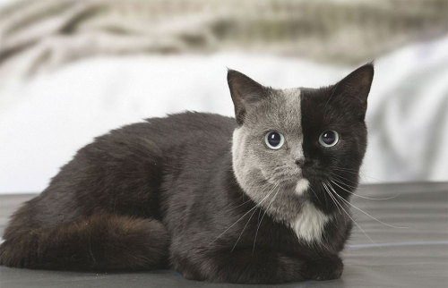 thefandomdropout:boredpanda:Rare Kitten Born With ‘Two Faces’ Grows Up Into The Most Beautiful C