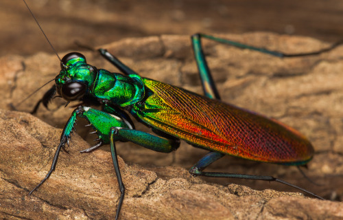 Iridescent Bark Mantis