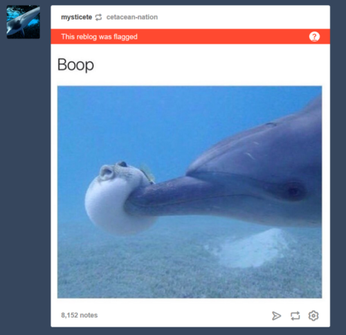 mysticete:Things Tumblr finds offensive and many more. I guess whales are too edgy. I can’t believe 