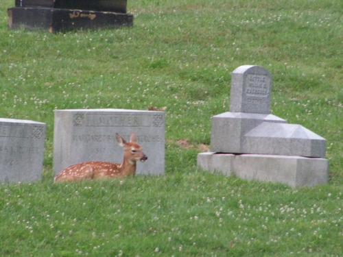 g63heavenonearth:Allegheny Cemetery 62617-3