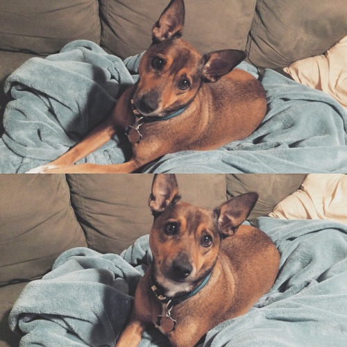 actualdogvines:hi! this is my very handsome (and very rambunctious) decker rat terrier, chester! fou