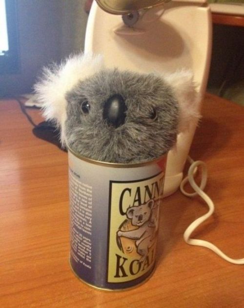 deus-vulting-intensifies:imperatortempus42:badger-actual:never-let—it-die:pr1nceshawn:  What Canned Koala looks like…  I MUST HAVE 7  YES.  I got so worried at first….