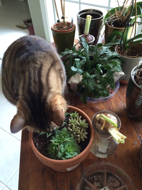 punkqhost:  theodore really likes plants