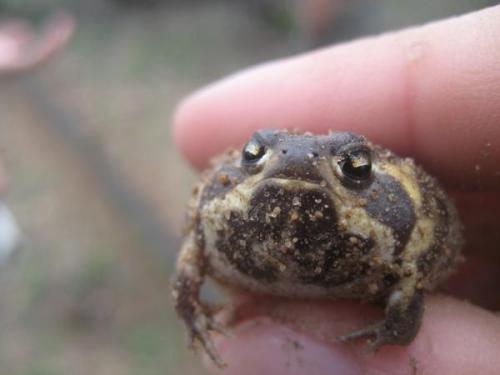 scienceyoucanlove:Hey Btw, scientists are having a ‘cute off’- their names and phot