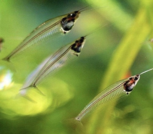 Transparent Lighters And Transparent Fish Are The Same Animal. Look