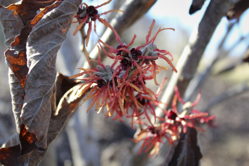 Witch hazels at Green Springs Park, Annandale, Virginia    February 2015These curious flowers are in