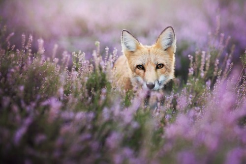te5seract:Fox & Hunting fox byIza ŁysońFind Iza here: Facebook