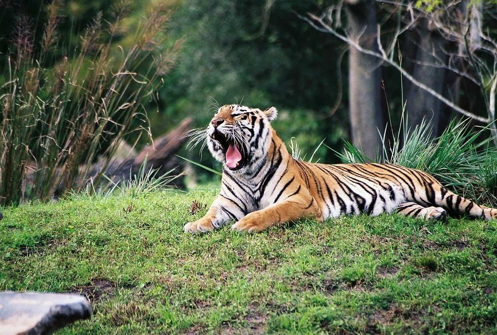 englishsnow:  { nap time } 