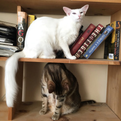 pangur-and-grim:the Girlfriends were quite helpful as I packed up my room. they colonized the spaces I emptied, using them to fight with (&amp; love) eachother