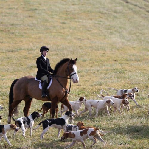 foxhunting