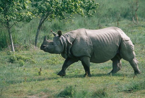 keyconservation:The one-horned rhino population has increased from 9 to 17 individuals within the Sh